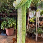 Parrot Green Floral Printed Highlighted Border Saree